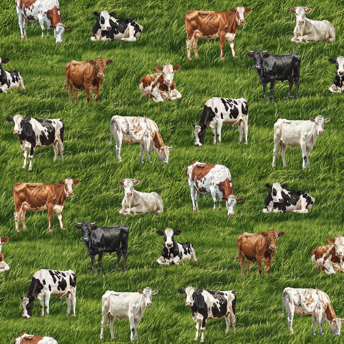 Cow Country Cotton Fabric - 1 yard