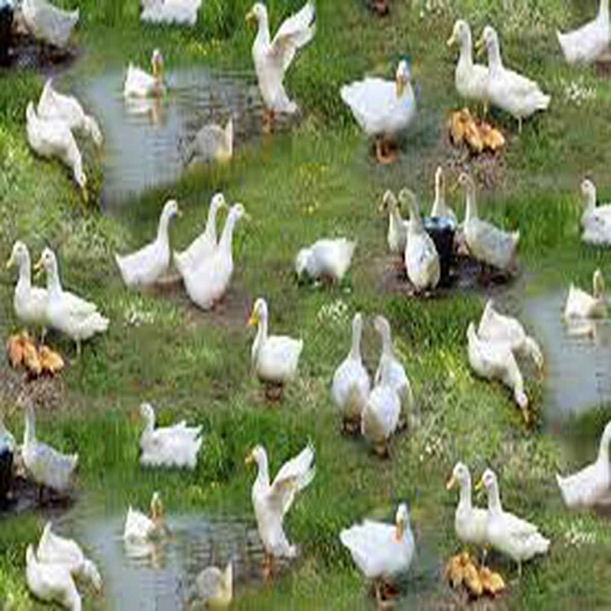 Farm Animals Ducks 43/44