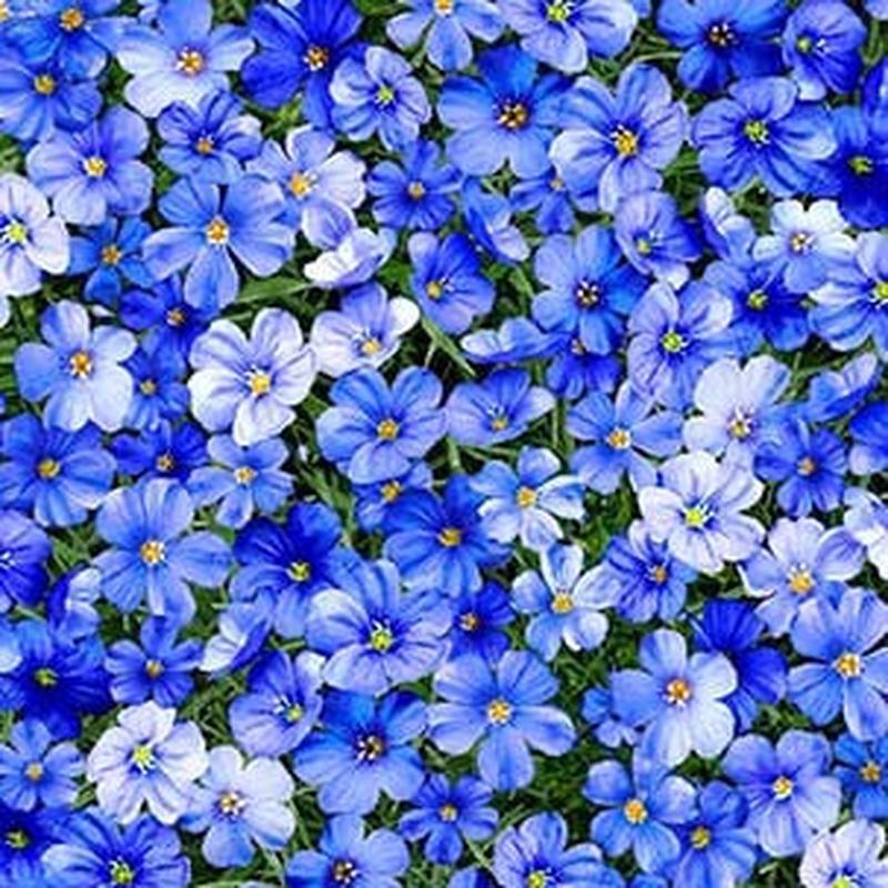 Summer Sunflower Promise Meadow Cobalt Blue Michael Miller Cotton Fabric MM-DCX11679-COBA-D 1/2