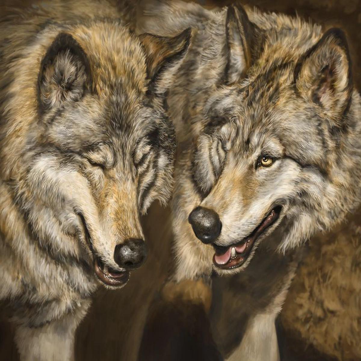 Two Wolves Panel 36