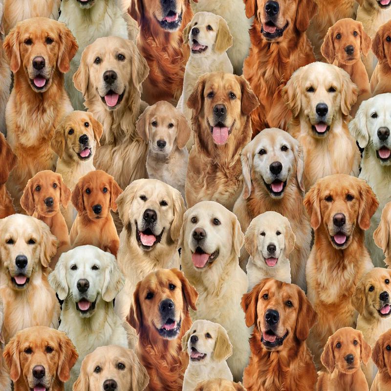 Bestfriend Golden Retrievers Multi Elizabeth's Studio Cotton Fabric ES-708-MULTI