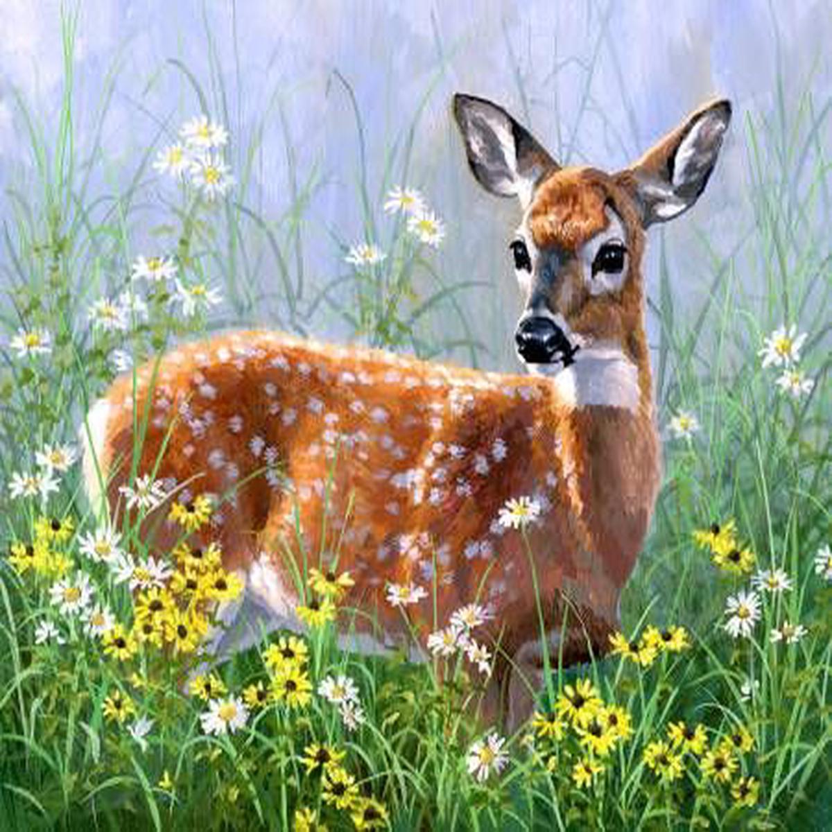 Spring Explorer Deer 36