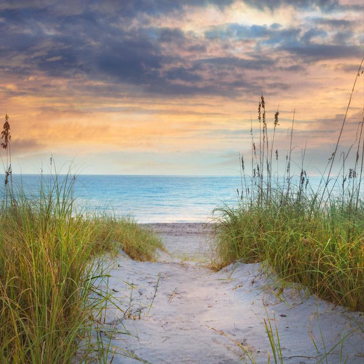 Aqua Seas at the Dunes Beach Panel 368221 David Textiles Coton Fabric DT-AL-3848-9C-1