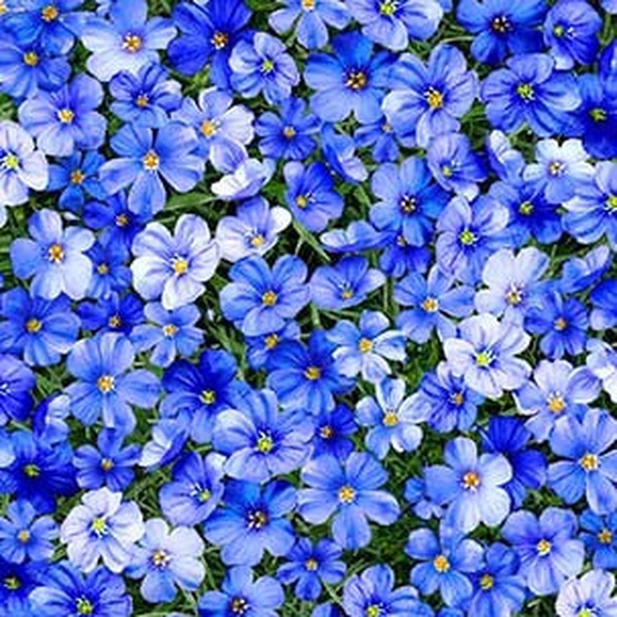 Summer Sunflower Promise Meadow Cobalt Blue Michael Miller Cotton Fabric MM-DCX11679-COBA-D