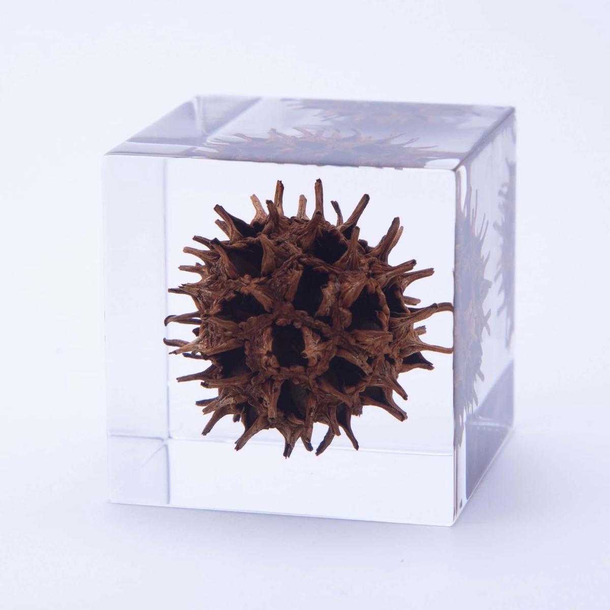 Sola Cube | Sweetgum | Made in Kyoto