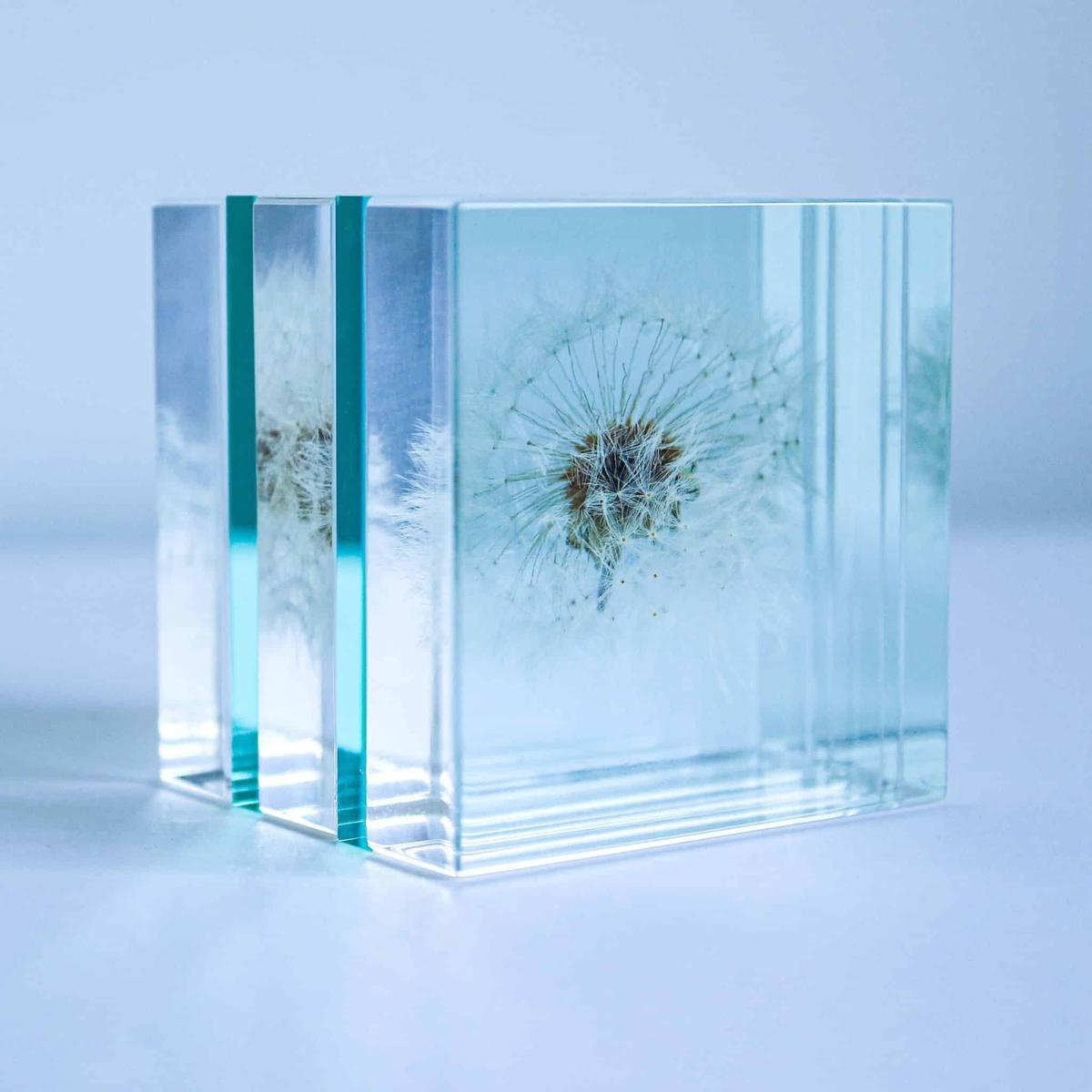 Sola Cube Slice | Dandelion | Made in Kyoto